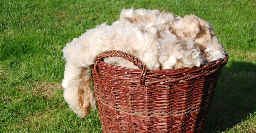 Lanolin & It’s Controversial Nature…