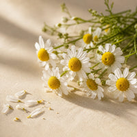 Chamomile