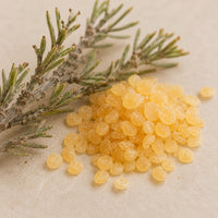 Mastic gomme