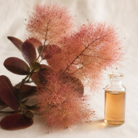 Smoke Bush Leaf Extract