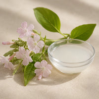 Soapwort Extract