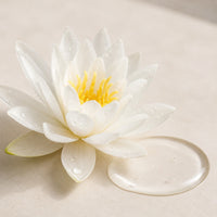 White Water Lily